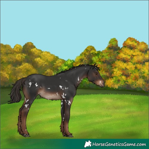 Horse Color:White Spotted Liver Chestnut Rabicano 