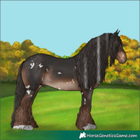 Horse Color:White Spotted Liver Chestnut Rabicano 