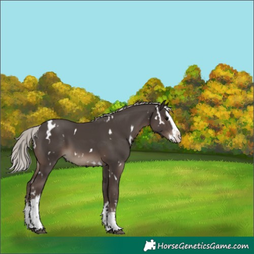 Horse Color:White Spotted Silver Black Splash 