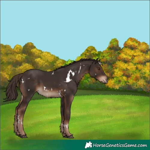 Horse Color:White Spotted Liver Chestnut 