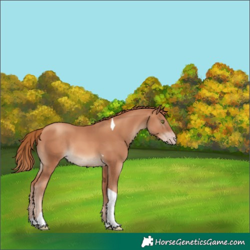 Horse Color:Gold Champagne Tobiano Rabicano 