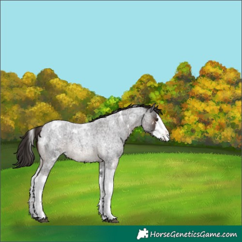 Horse Color:White Spotted Liver Red Roan Splash 