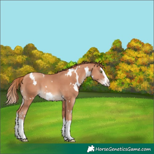 Horse Color:White Spotted Gold Champagne Splash 
