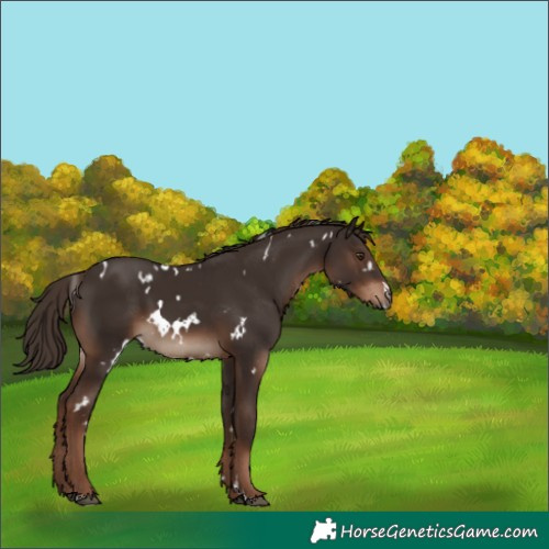 Horse Color:White Spotted Liver Chestnut 