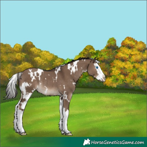 Horse Color:White Spotted Liver Red Dun Splash Rabicano 