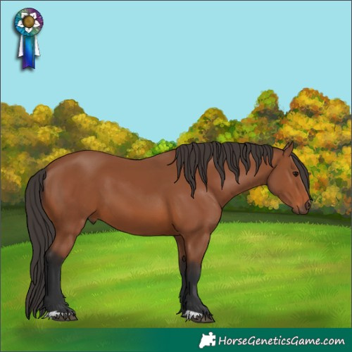 Horse Color:Bay 