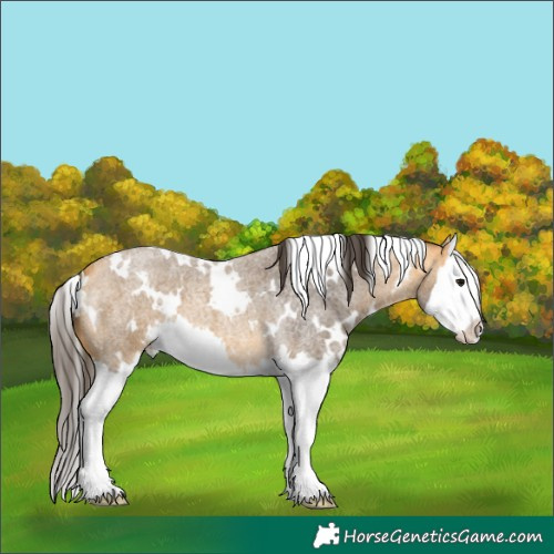 Horse Color:White Spotted Buckskin Roan Splash 