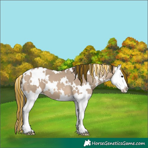 Horse Color:Painted White Spotted Brown Dun Splash