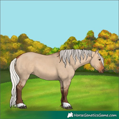 Horse Color:Silver Bay Dun 
