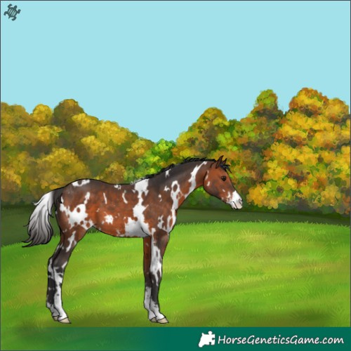 Horse Color:White Spotted Brown Sabino 