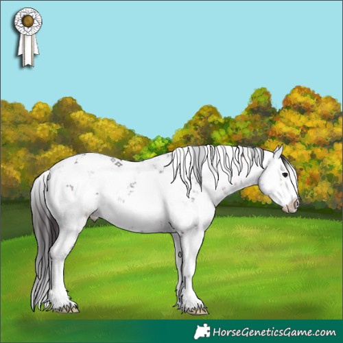 Horse Color:Brown Sabino 