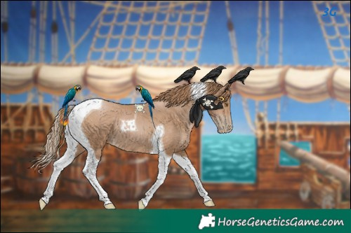 Horse Color:Black Pearl Tobiano 