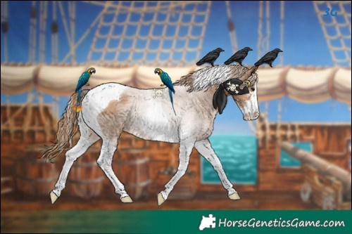 Horse Color:Black Pearl Sabino Tobiano 