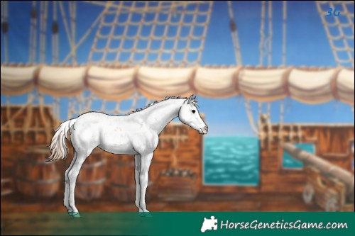 Horse Color:Black Pearl Sabino 