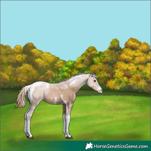 Horse Color:Black Pearl Sabino Tobiano 