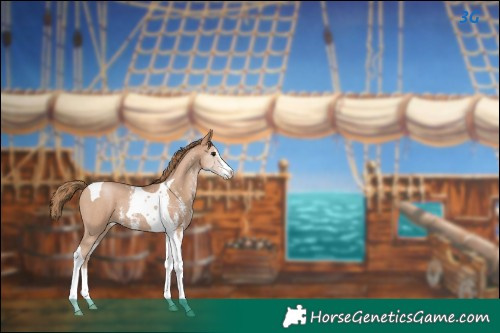 Horse Color:Black Pearl Sabino Tobiano 