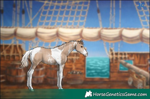 Horse Color:Black Pearl Sabino Tobiano 