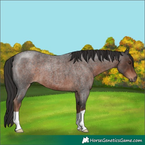 Horse Color:Liver Red Roan 