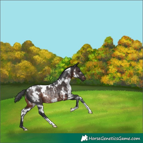 Horse Color:White Spotted Brown Rabicano 