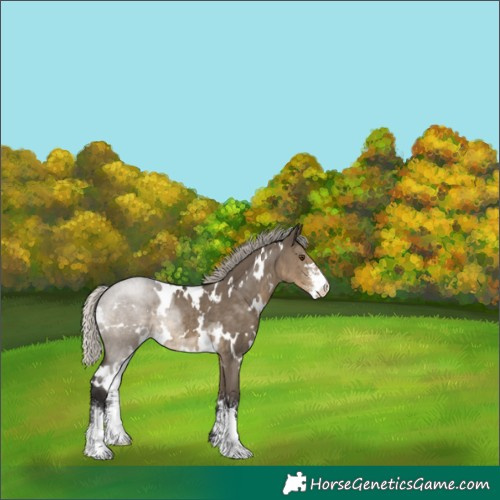 Horse Color:White Spotted Silver Smoky Grullo Sabino 