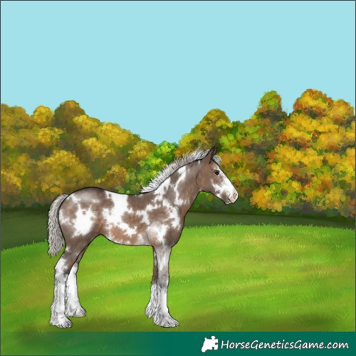 Horse Color:White Spotted Silver Brown Dun Sabino 