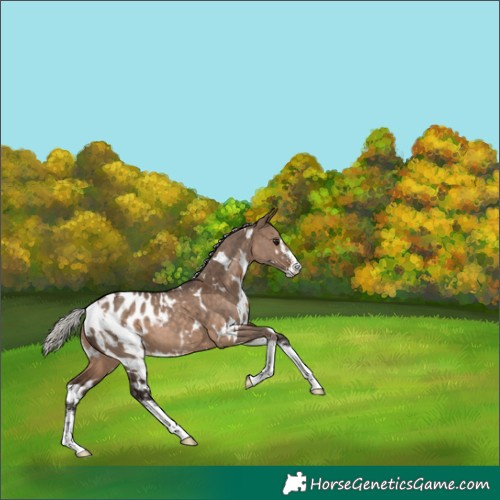 Horse Color:White Spotted Silver Brown Dun Sabino Appaloosa 