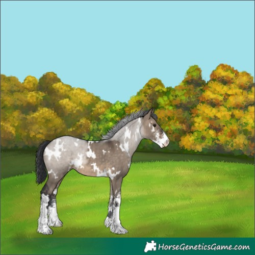 Horse Color:White Spotted Brown Dun Sabino 