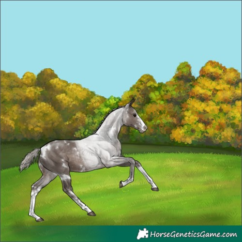 Horse Color:White Spotted Silver Black Sabino Rabicano 
