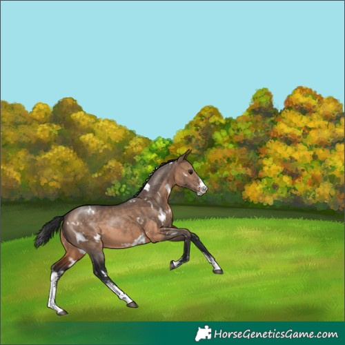 Horse Color:White Spotted Brown Dun Sabino 