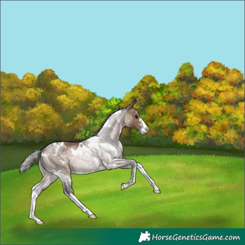 Horse Color:White Spotted Silver Brown Dun Sabino 