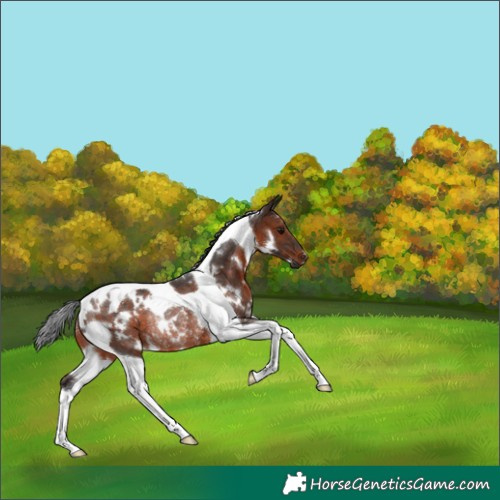 Horse Color:White Spotted Brown Tobiano Rabicano 