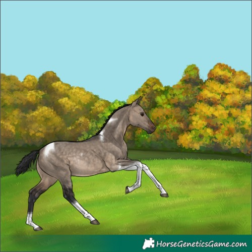 Horse Color:Brown Dun Tobiano Rabicano 