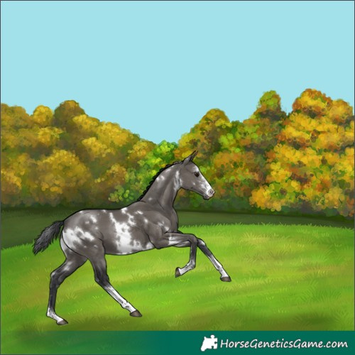 Horse Color:White Spotted Grullo Sabino 