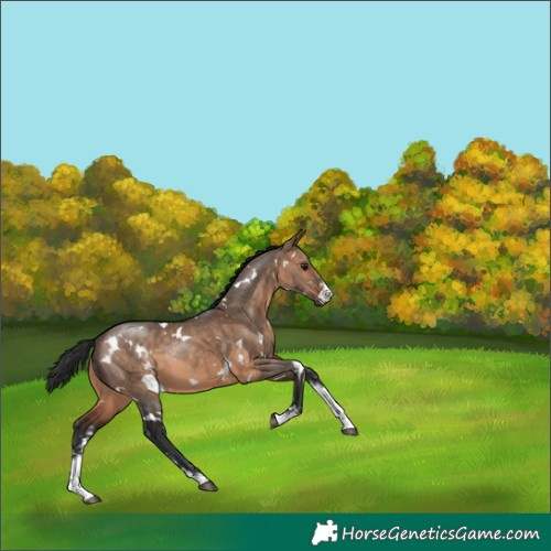 Horse Color:White Spotted Brown Dun Sabino 