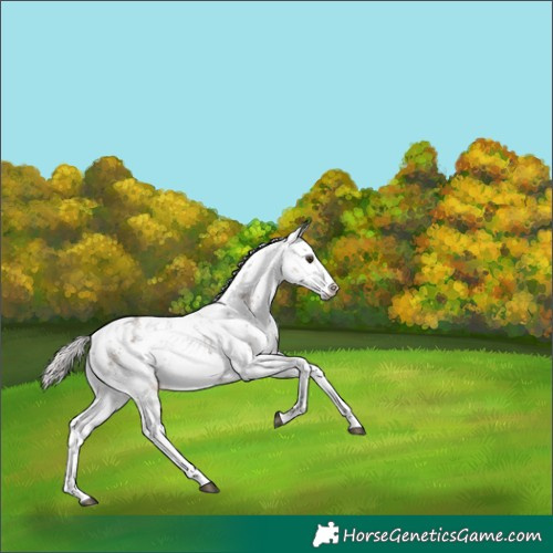 Horse Color:White Spotted Silver Brown Dun Sabino Rabicano 