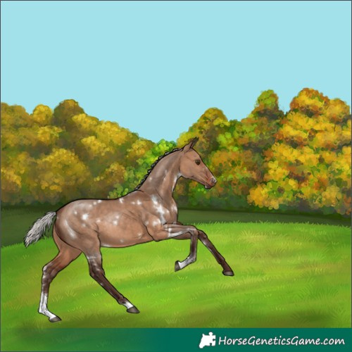 Horse Color:White Spotted Silver Brown Dun Sabino Rabicano 