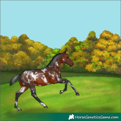 Horse Color:White Spotted Brown 