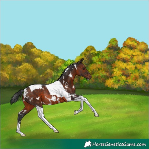 Horse Color:White Spotted Brown Tobiano Rabicano 