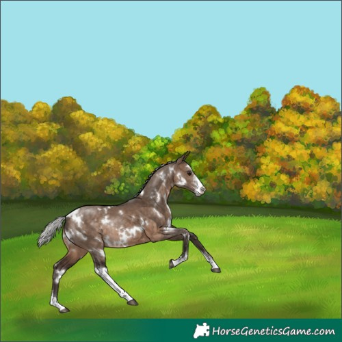 Horse Color:White Spotted Silver Brown Dun Sabino Rabicano 