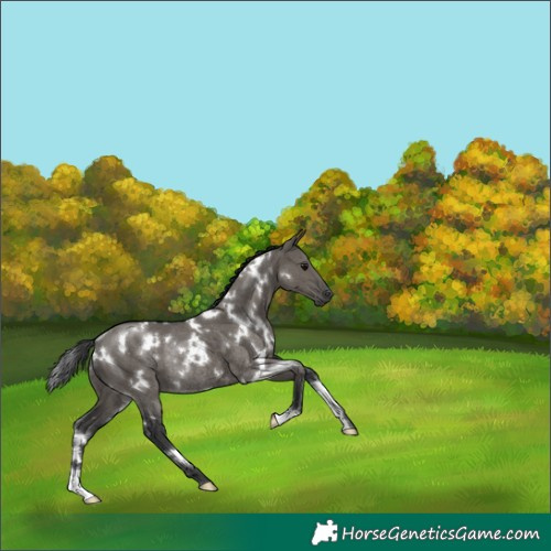 Horse Color:White Spotted Grullo Rabicano 