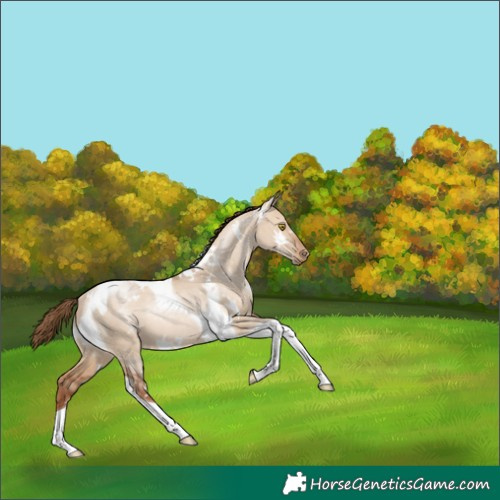 Horse Color:White Spotted Brown Pearl Dun Tobiano Rabicano 