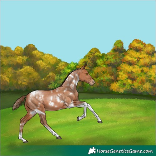 Horse Color:White Spotted Brown Pearl Tobiano 