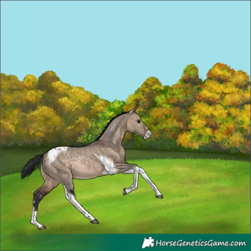 Horse Color:Brown Dun Sabino Tobiano Rabicano 