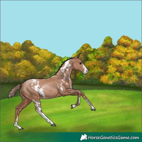 Horse Color:White Spotted Black Pearl Sabino Rabicano 