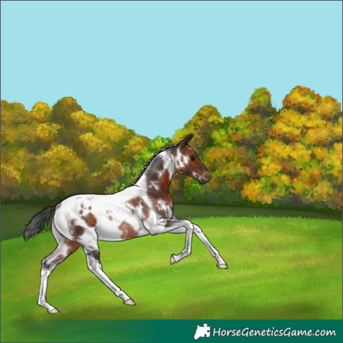 Horse Color:White Spotted Brown Tobiano Rabicano 