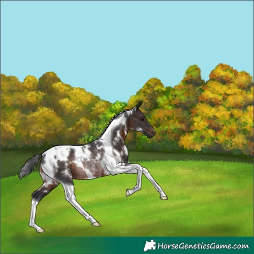 Horse Color:White Spotted Brown Tobiano Rabicano 