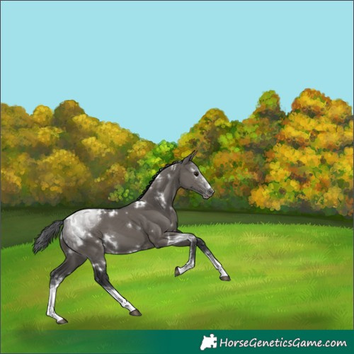 Horse Color:White Spotted Grullo Sabino 