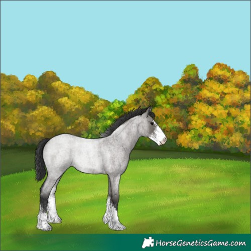 Horse Color:Grullo Roan Sabino 