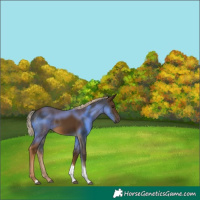Horse Color:Chocolate Palomino Tobiano 