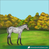 Horse Color:Silver Smoky Blue Roan 